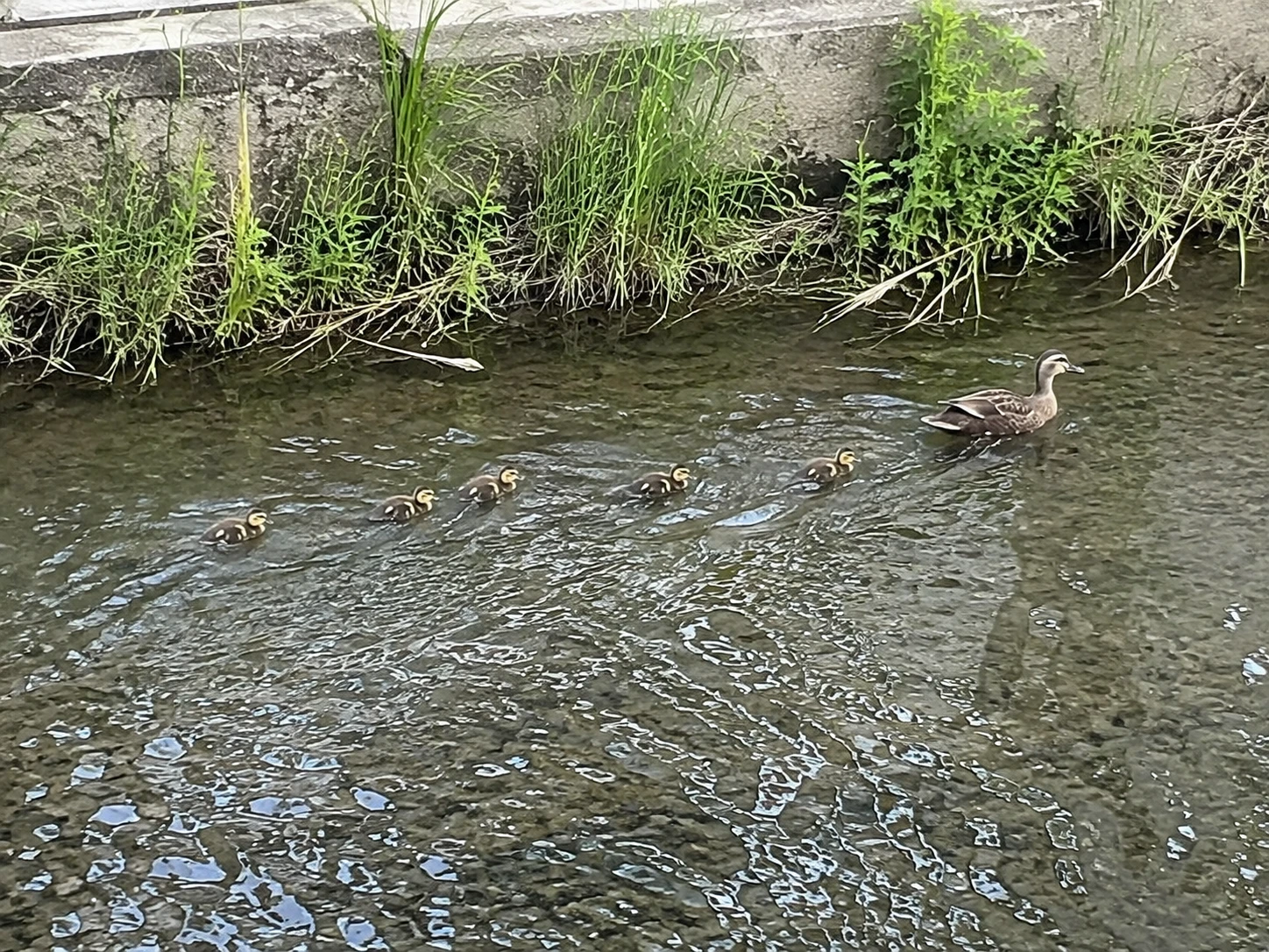 park-pond-ducks.png